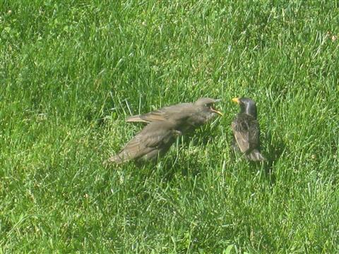  European Starling 